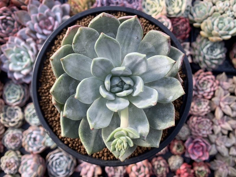 Dudleya 'Farinosa' 5" Powdery Succulent Plant