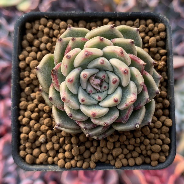 Echeveria 'Sarahime' 1" Succulent Plant