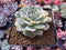 Echeveria 'Bluette ' 3" Large Variegated Succulent Plant