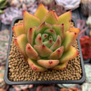 Echeveria Agavoides 'Ebony' Hybrid 2"-3" Succulent Plant