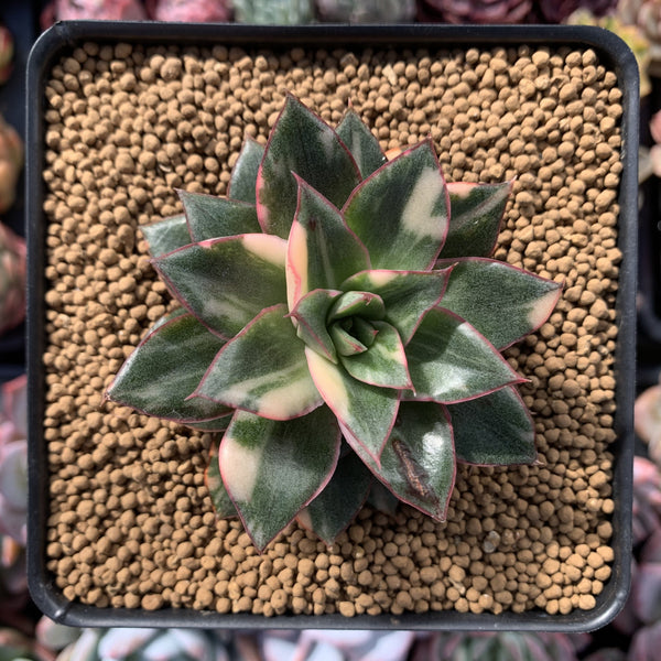 Echeveria 'Monocerotis' Variegated 3" Succulent Plant