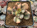 Echeveria 'Primadonna' Variegated 3" Succulent Plant