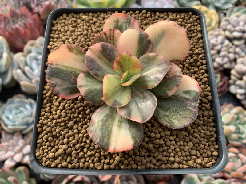 Echeveria 'Primadonna' Variegated 3" Succulent Plant