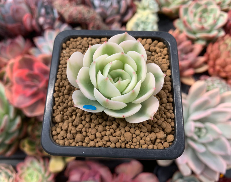 Echeveria 'Compton Carousel' Variegated 2" Small Succulent Plant