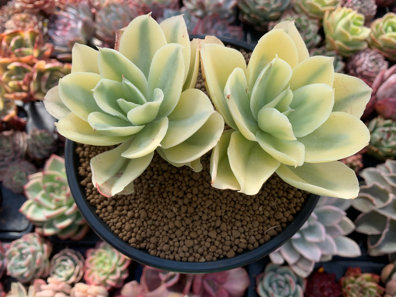 Echeveria 'Japan Moon River' Variegated 5"-6" Succulent Plant