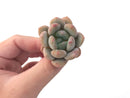 Echeveria 'Monroe Queen' 2" Powdery Succulent Plant