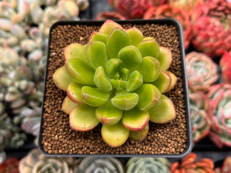 Cremneria 'Chubbs' (Cremnophila linguifolia x Echeveria setosa var. ciliata) 2" Succulent Plant