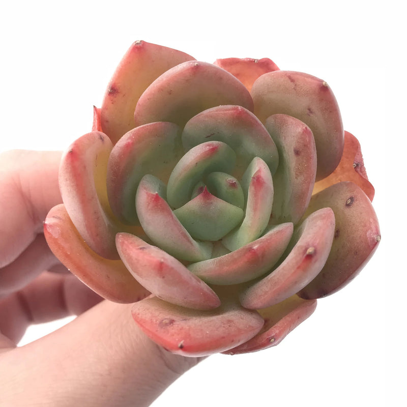 Echeveria Agavoides Golden Glow 2” Rare Succulent Plant