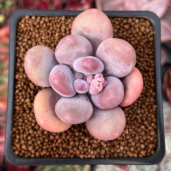 Pachyphytum 'Bracteosum' 2" Succulent Plant