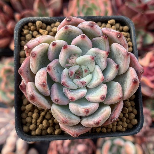 Echeveria 'Cherry Blossom Ending' 1"-2" Succulent Plant