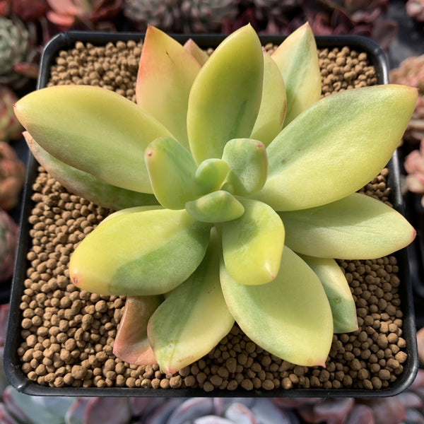 Pachyveria 'Cypress' Variegated 2"-3" Succulent Plant