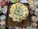 Echeveria Runyonii Variegated (Aka Echeveria 'Akaihosi' Variegated) 3" Succulent Plant