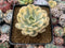 Echeveria Runyonii Variegated (Aka Echeveria 'Akaihosi' Variegated) 3" Succulent Plant