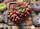 Pachyveria 'Paradoxa' 2" Cluster Succulent Plant