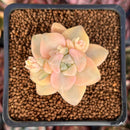 Graptoveria 'Titubans' Variegated 1” Succulent Plant