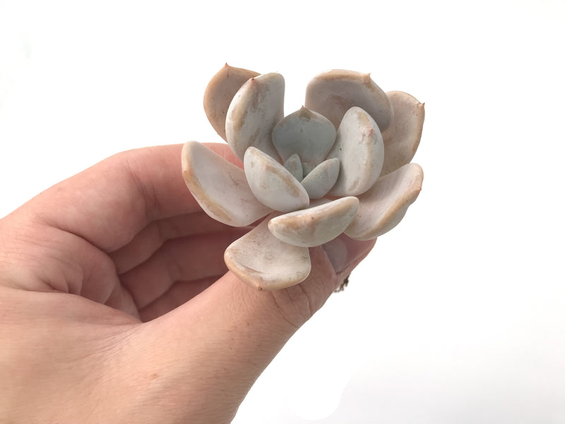 Echeveria 'Tiramisu' 2" Powdery Succulent Plant