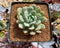 Echeveria sp. 2" Succulent Plant