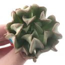 Echeveria 'Black Hawk' 2"-3" Succulent Plant