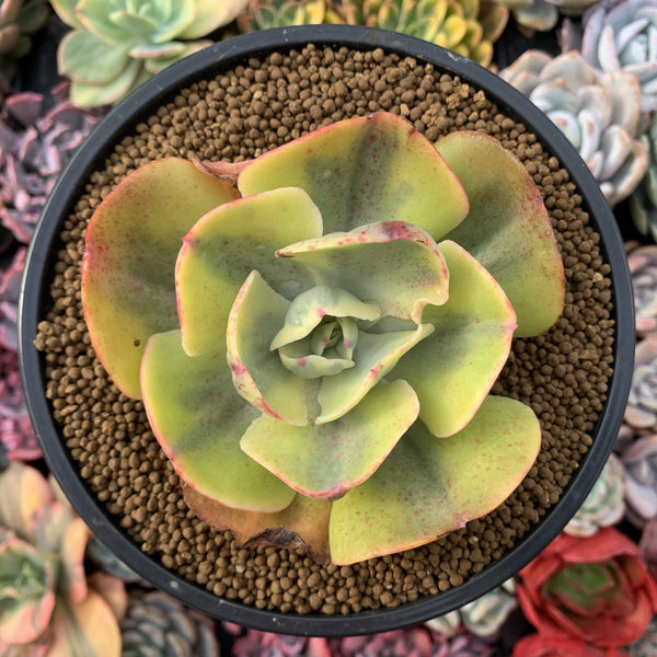 Echeveria 'Enfant' Variegated 3"-4" Succulent Plant