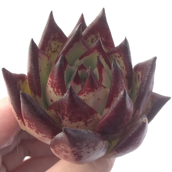 Echeveria Agavoides 'Maria' 3' Succulent Plant