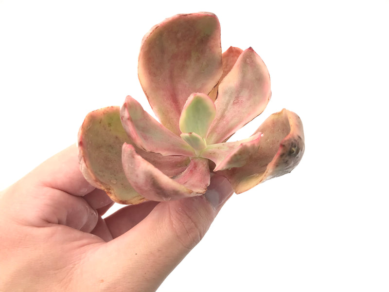 Echeveria 'Golden State' Variegated 3" Rare Succulent Plant