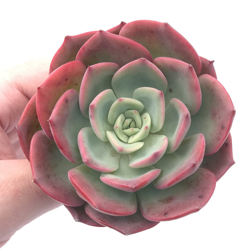 Echeveria ‘Patrisia’ 4” Rare Succulent Plant