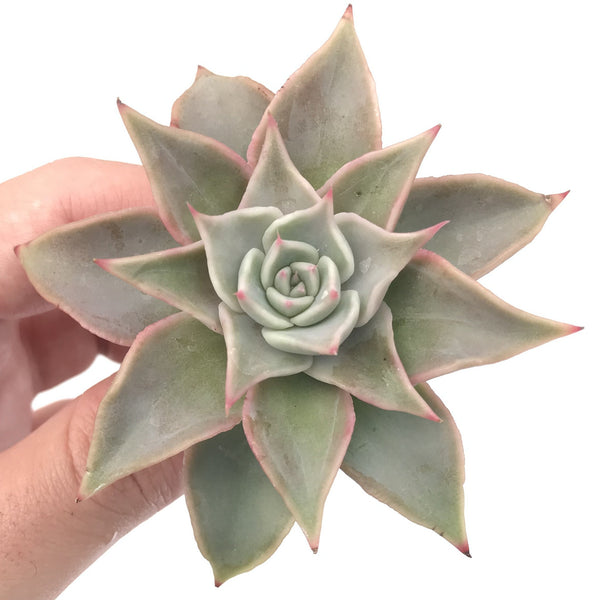 Echeveria 'Madiba' 2" Small Succulent Plant