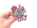 Echeveria 'Trumpet Pinky' 4" Succulent Plant