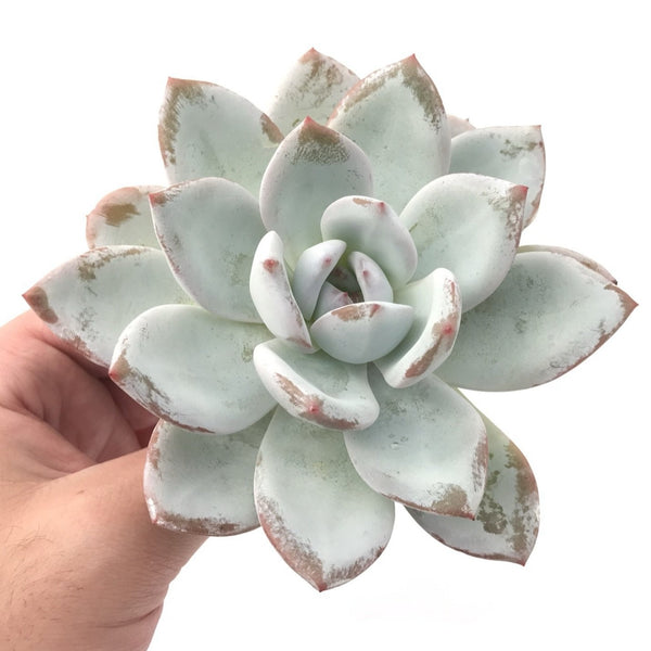 Echeveria 'Ivory' 5" Powdery Succulent Plant