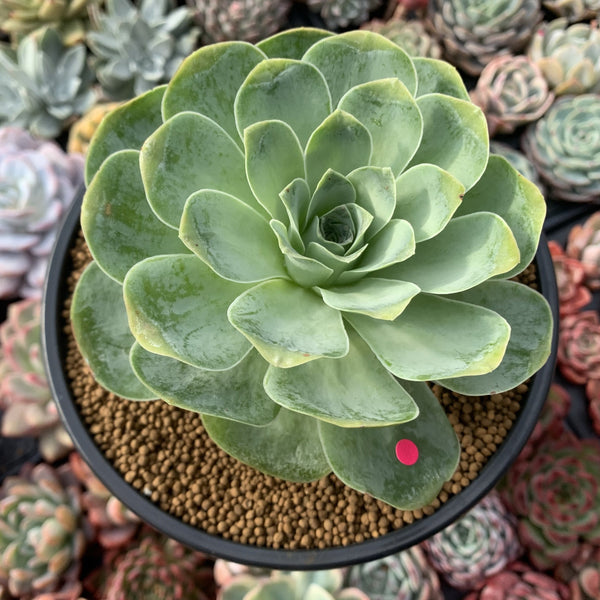 Greenovia Diplocycla 'Gigantea' 5"-6" Succulent Plant