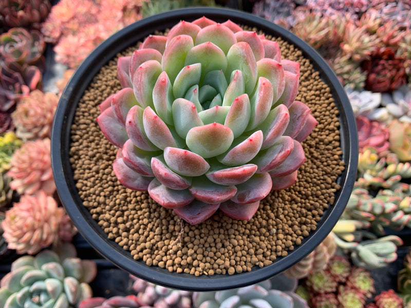 Echeveria sp. 5" Succulent Plant