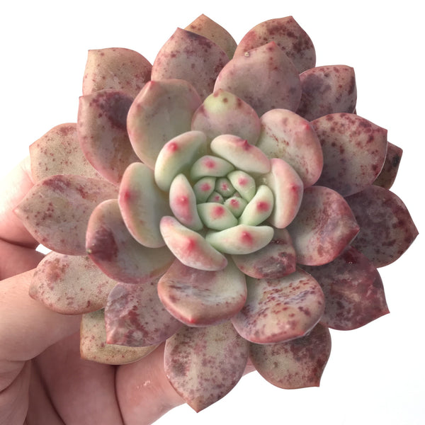 Echeveria 'Ariel' 4" Succulent Plant