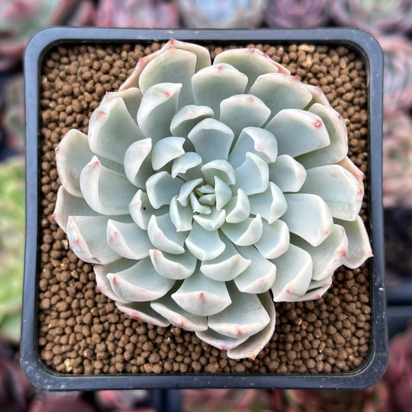 Echeveria 'Angel-In-Us' Variegated 2" Succulent Plant