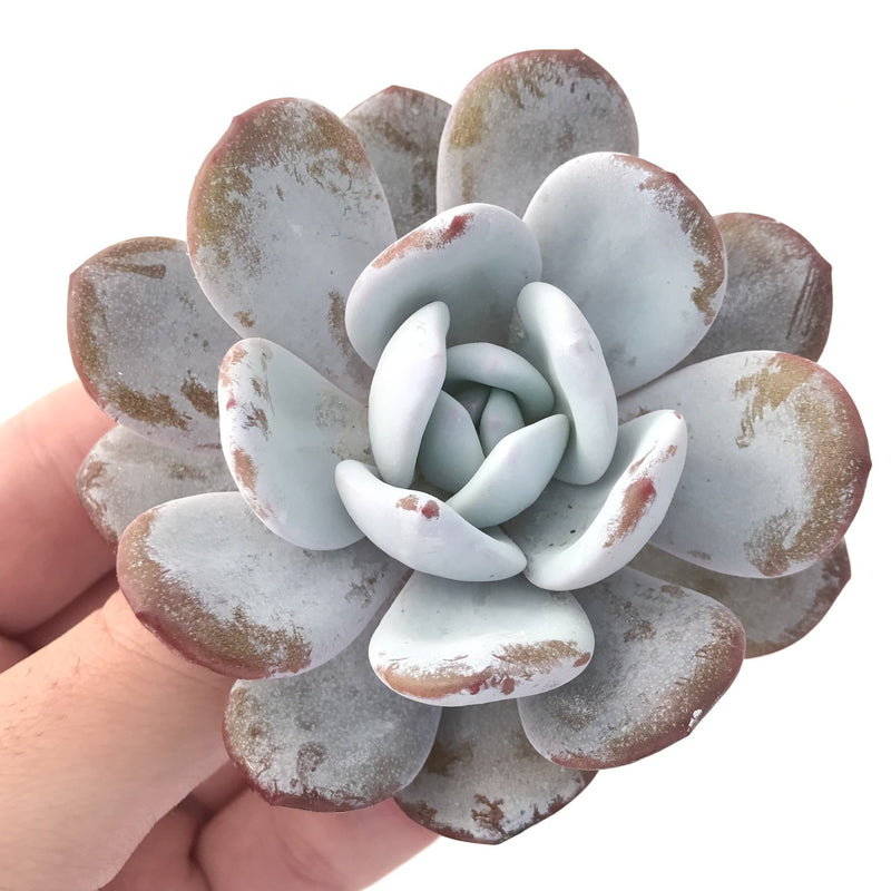 Echeveria 'Laui' 3" Powdery Succulent Plant