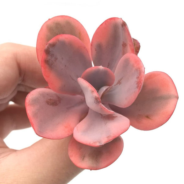 Echeveria 'Angel Wing' Variegated 2"-3" Rare Succulent Plant