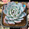 Echeveria 'Red Powder' 2" Powdery Succulent Plant