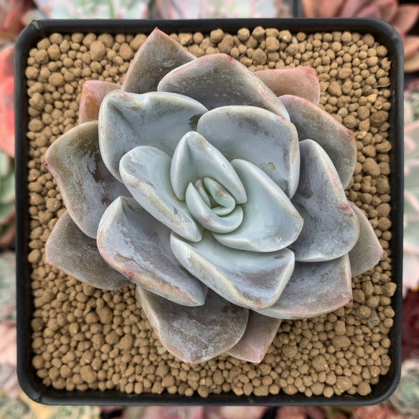 Echeveria 'Bambino' 3" Succulent Plant