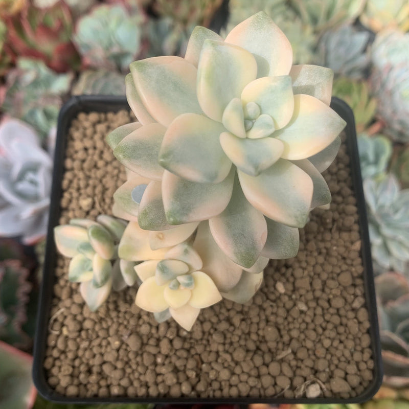 Graptoveria 'Titubans' Variegated 3" Cluster Succulent Plant