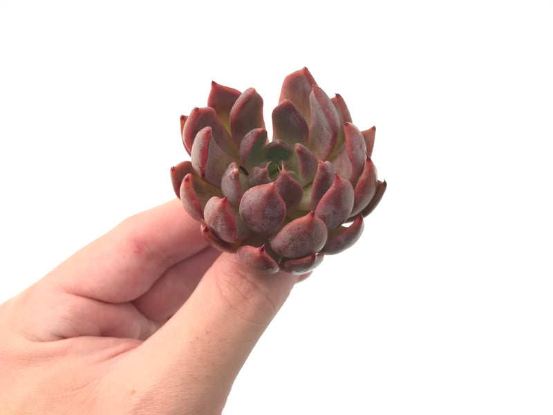 Echeveria Agavoides 'Magic Plot' 3" Succulent Plant