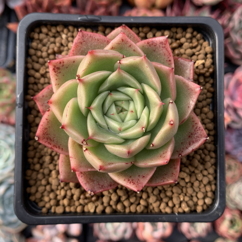 Echeveria Agavoides 'Spicy' 2"-3" Succulent Plant