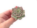 Echeveria ‘Ice Love’ Variegated 2” Succulent Plant