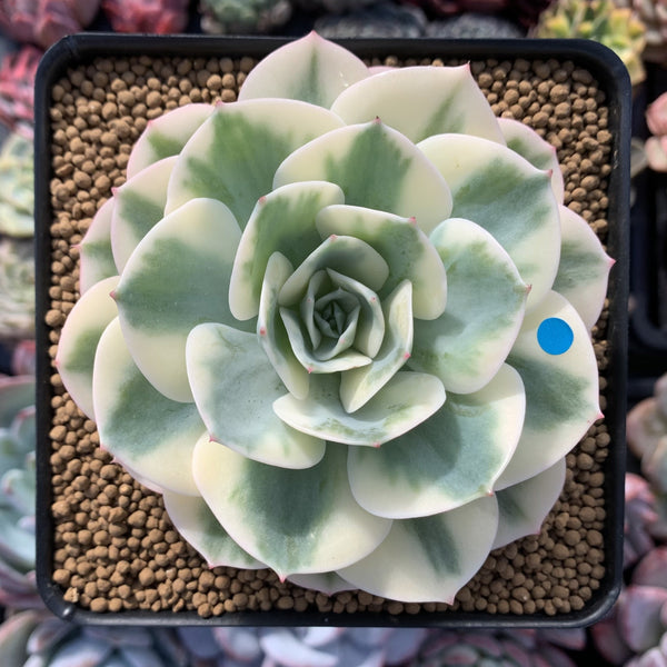 Echeveria 'Compton Carousel' Variegated 4" Succulent Plant