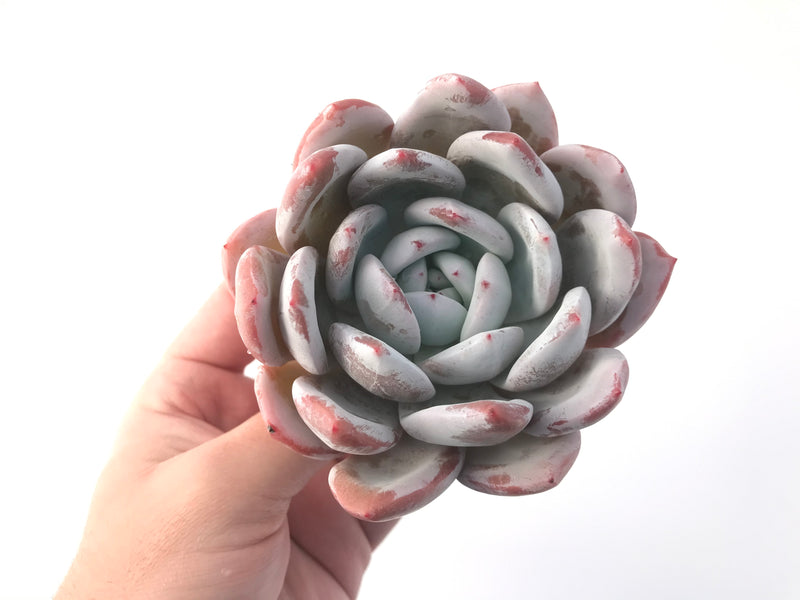 Echeveria 'Ivory' 4" Powdery Succulent Plant