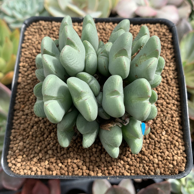 Conophytum 'Bilobum' Cluster 3" Succulent Plant