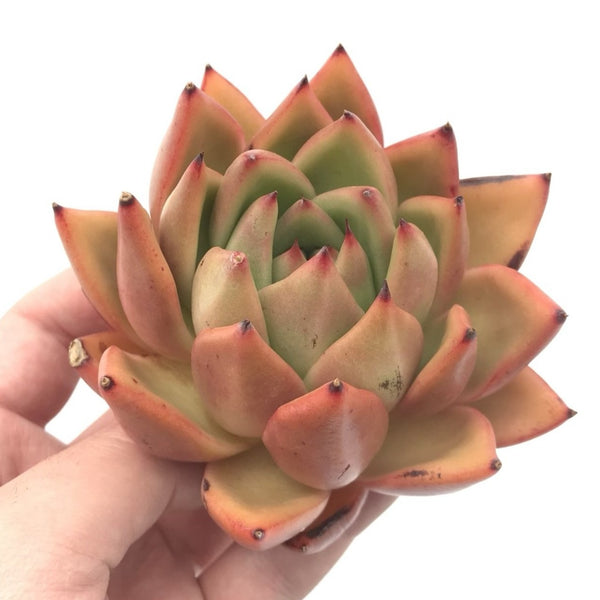 Echeveria Agavoides ‘Maria’ Hybrid 4" Rare Succulent Plant