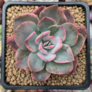 Echeveria 'Pink Harin' Variegated 2" Succulent Plant