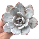 Echeveria 'Laui’ 3"-4" Powdery Succulent Plant