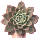 Echeveria Agavoides 'Pink Champagne' 10"+ Extra Large Succulent Plant