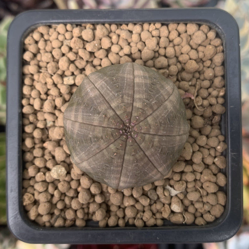 Euphorbia 'Obesa' 1" Succulent Plant