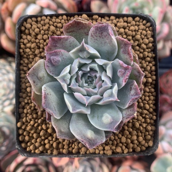 Echeveria 'Hearts Choice' 2" Succulent Plant